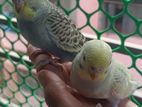 রেইনবো বাজরিগার brid