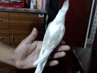 Bird for sell