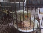 Cinnamon Pearl Cockatiel