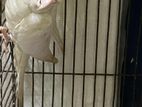 Ek Pis Albino Cokatial Female N Lutino Running Pair 18/36 Khacha Ekta