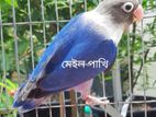 এক পিস রানিং লাভ বার্ড মেইল সেল করা হবে