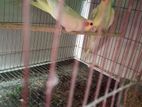 একবার ডিম বাচ্চা করা Lotino Pair