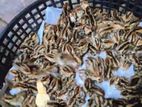 একদিন বয়সের কোয়েল পাখির বাচ্চা