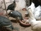 একজোড়া বাহামা মুরগি তিতি
