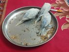 একজোড়া বাজিগর পাখি বিক্রি করা হবে