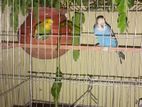 একজোড়া বাজিগর পাখি বিক্রি করা হবে।