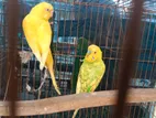 একজোড়া বাজরিগার পাখি বিক্রি হবে