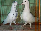 একজোড়া বাংলা কবুতর বিক্রয় করা হবে