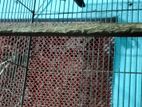 একজোড়া ভায়োলেট ব্লাকমাক্স এবং টারকিউজিং