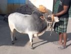 একজোড়া বুটটি গরু সেল হবে