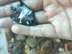 একজোড়া এঞ্জেল ফিস বিক্রি হবে ২ ইঞ্চি সাইজ