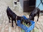 একজোড়া খাসি ছাগল বিক্রি হবে