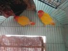 একজোড়া লাভ বার্ড ইংলিশ বাজরিগার