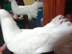 একজোড়া লক্ষা কবুতর বিক্রয় করব