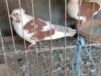 একজোড়া রেসার ও কিছু দেশি কবুতর বিক্রি হবে