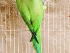 Ringneck Tiya for sale