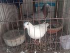 Bird for sell