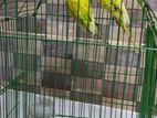 একজোড়া বাজরিগার