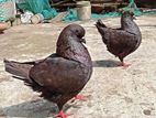 একজোড়া বল সাইজ শো কিং কবুতর