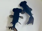 একজোড়া ব্লাকমুর গোল্ডফিশ বিক্রি করা হবে।