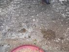 একজোড়া কবুতর বিক্রি করা হবে