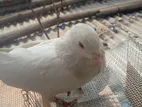 একজোড়া কবুতর বিক্রি করা হবে