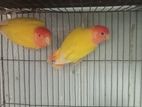 একজোড়া রানিং রেড অপালাইন লাভবার্ড (Lovebird)