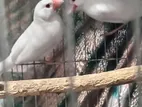 একজোড়া সাদা রানিং জাভা পাখি বিক্রি হবে।