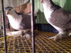একজোড়া সিরাজী কবুতর বিক্রি করা হবে