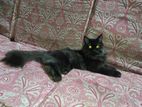 একজটিকস+ পারসিয়ান cat