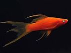এক্সক্লুসিভ Swordtail কালেকশন বিক্রি হবে