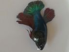 Ekta Egg Loaded Betta Fish Sell