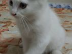 Ekti High Quality Persian Mixbreed Biral Bikroy kora Hobe.