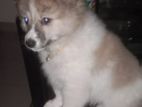 Male keeshond dog sale hobe