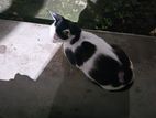 Cat for adaption