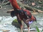 একটা আসিল মুরগা ৩পুল বডি হাইট ২৭ +