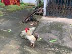 একটা বিগ সাইজ মুরগা