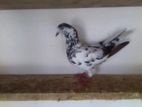 একটা Mr ৩৫ ওয়ালা মাদি বিক্রি