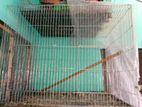 Bird cage for sell