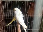 একটা ফিমেল জাপানিজ বাজিগার বিক্রি হবে ফুল রানিং