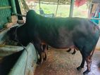 একটা সুন্দর সুদর্শনীয় আকর্ষণীয় শাহীওয়াল ষাঁড় গরু বাদ বদল হবে।।।।