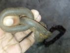একটি ৩ হাত লম্ব চেইন