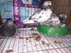 একটি বাচ্চা ও ডিম সহ কবুতর