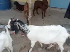 একটি ভেড়া মা ছাগল ও চারটি বাচ্চা বিক্রি করা হবে