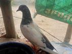 একটি বিদেশী মাদি