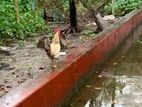 একটি বড় মুরগা