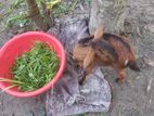 একটি ছাগল বিক্রি হবে।