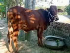 একটি দেশি জাতের ষাঁড় গরু বিক্রি