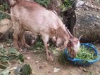 একটি দেশি খাসি