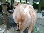 একটি দেশীয় জাতের ষাঁড় গরু বিক্রয় করা হবে